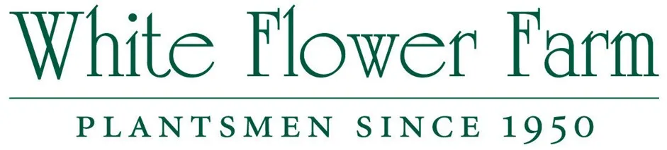 White Flower Farm