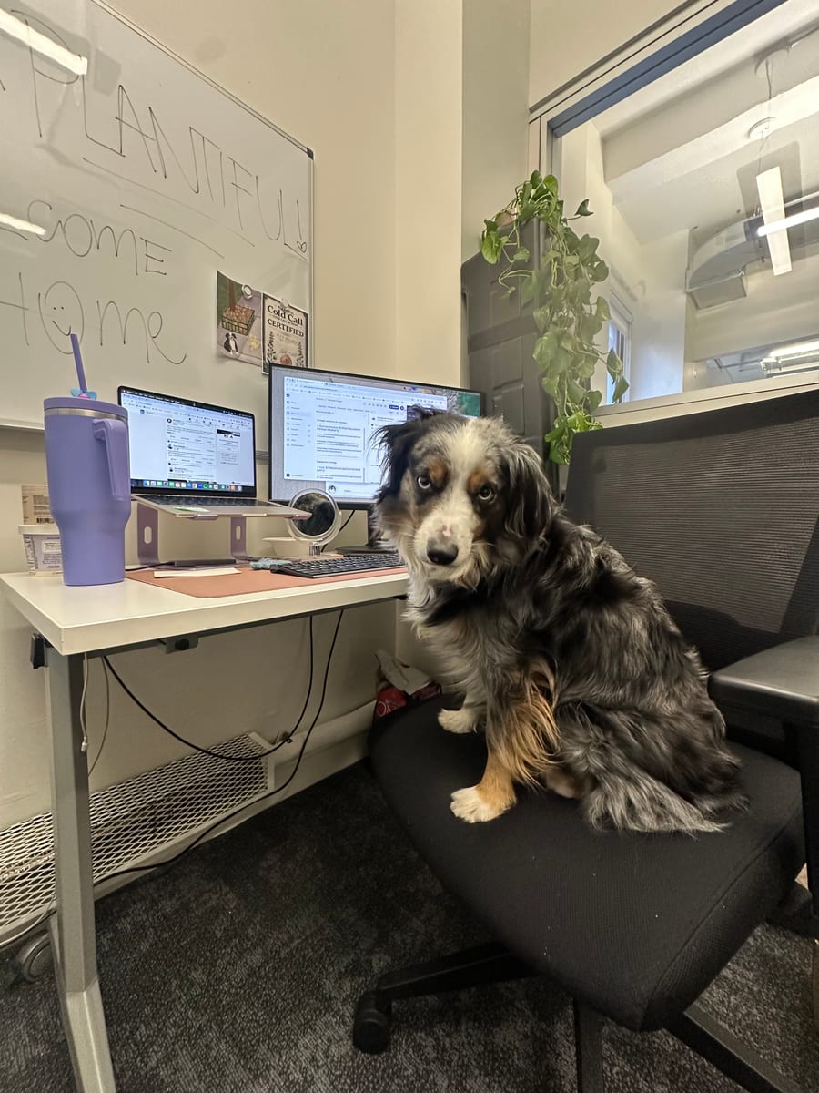 Cosmo, a Plantiful office dog, keeping watch from a desk chair