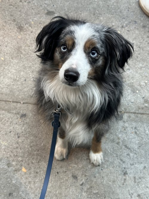 Cosmo